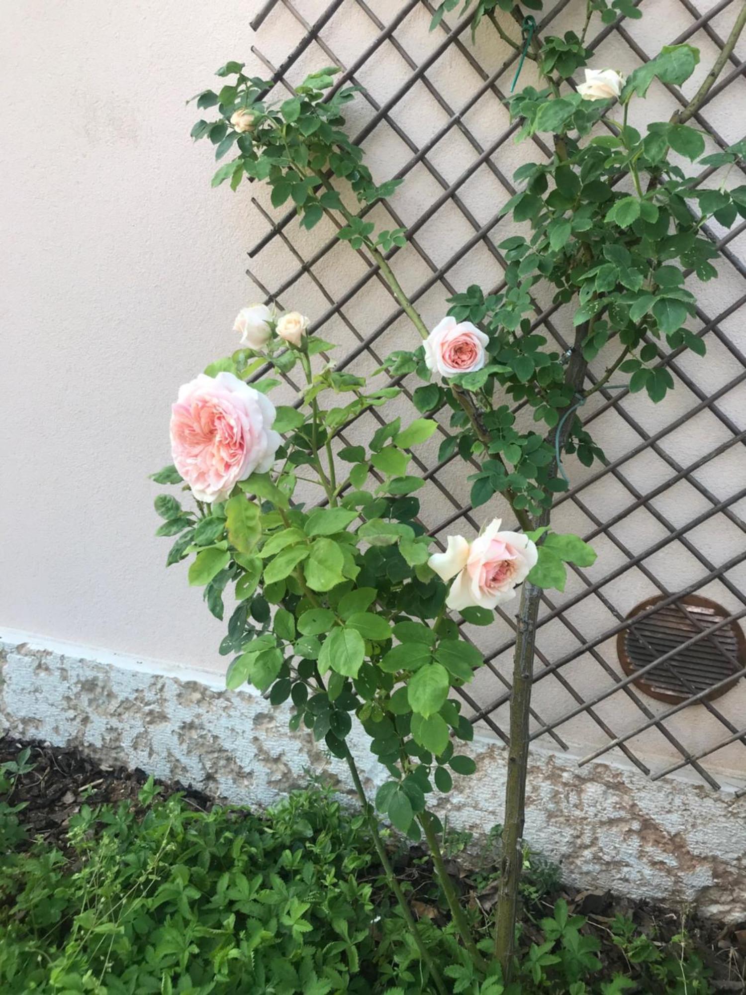 Una Casa Di Campagna ドッソブオノ エクステリア 写真